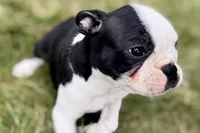 Libby, a female Boston Terrier for sale in Sturgis, MI – 5 of 10