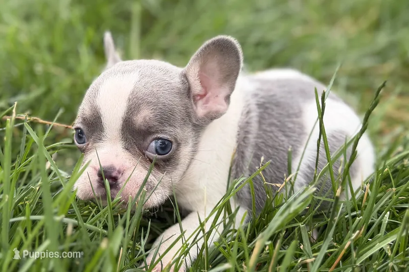 Jax – French Bulldog puppy for sale in Sturgis, MI
