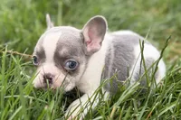 Jax, a male French Bulldog for sale in Sturgis, MI – 1 of 9