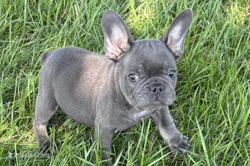 Neil – French Bulldog puppy for sale in Sturgis, MI