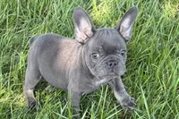Neil, a male French Bulldog for sale in Sturgis, MI – 1 of 7