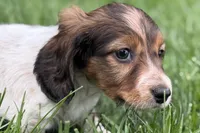 Penny , a female Dachshund for sale in Sturgis, MI – Photo 4 of 8