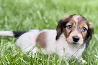 Penny , a female Dachshund for sale in Sturgis, MI – Photo 6 of 8