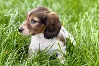 Penny , a female Dachshund for sale in Sturgis, MI – Photo 7 of 8