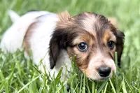 Penny , a female Dachshund for sale in Sturgis, MI – Photo 5 of 8