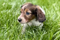Penny , a female Dachshund for sale in Sturgis, MI – Photo 8 of 8