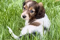 Penny , a female Dachshund for sale in Sturgis, MI – Photo 3 of 8
