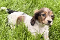 Penny , a female Dachshund for sale in Sturgis, MI – Photo 2 of 8