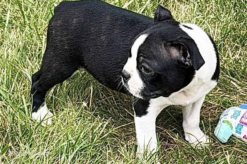 Nico – Boston Terrier puppy for sale in Sturgis, MI