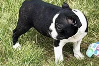 Nico, a female Boston Terrier for sale in Sturgis, MI – 1 of 9