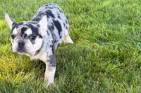 Abby, a female French Bulldog for sale in Sturgis, MI – 5 of 9
