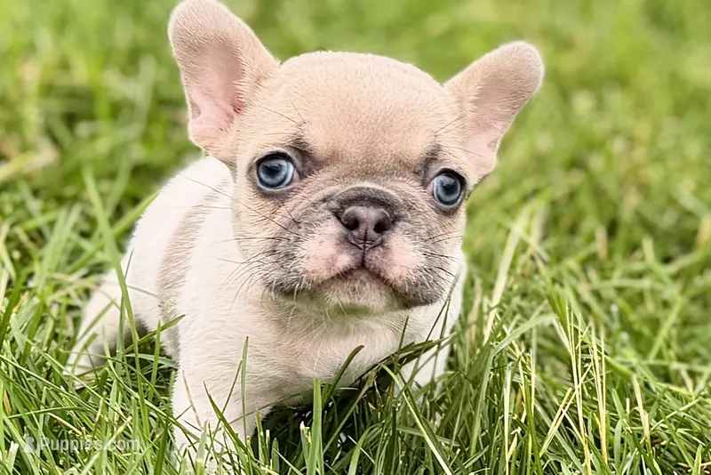 Juniper – French Bulldog puppy for sale in Sturgis, MI