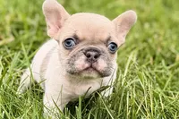 Juniper, a female French Bulldog for sale in Sturgis, MI – 1 of 9