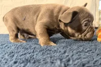 Finbar, a male French Bulldog for sale in Sturgis, MI – 5 of 10