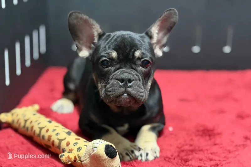 Tubby – French Bulldog puppy for sale in Sturgis, MI