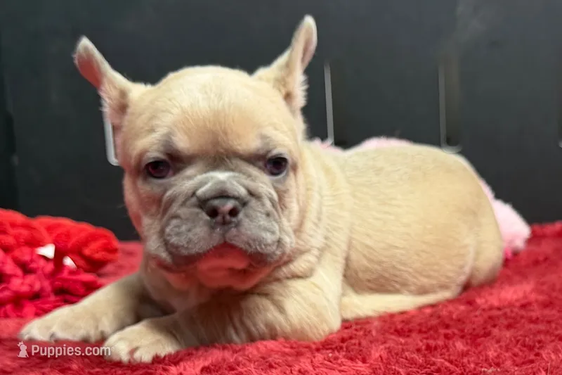 Wesley  – French Bulldog puppy for sale in Sturgis, MI