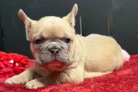 Wesley , a male French Bulldog for sale in Sturgis, MI – 1 of 9