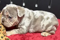 Lou, a male French Bulldog for sale in Sturgis, MI – 9 of 10