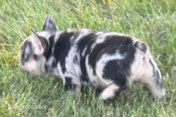 Calvin – French Bulldog puppy for sale in Sturgis, MI