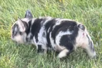Calvin, a male French Bulldog for sale in Sturgis, MI – 1 of 10