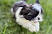 Vada, a female Shih Tzu for sale in Sturgis, MI – 2 of 10