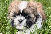 Vivi, a female Shih Tzu for sale in Sturgis, MI – 2 of 10