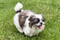 Sawyer, a male Shih Tzu for sale in Sturgis, MI – 6 of 9