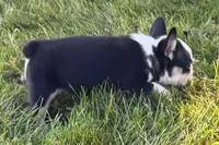 Cecil, a male French Bulldog for sale in Sturgis, MI – 8 of 9