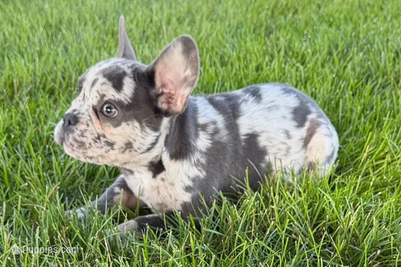 Zoey – French Bulldog puppy for sale in Sturgis, MI