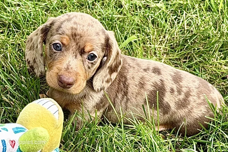 Waylon – Dachshund puppy for sale in Sturgis, MI