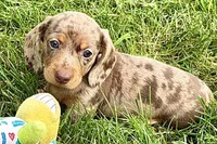 Waylon, a male Dachshund for sale in Sturgis, MI – 1 of 10