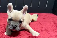 Luke, a male French Bulldog for sale in Sturgis, MI – 1 of 10