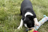 Lucy, a female Boston Terrier for sale in Sturgis, MI – 7 of 9