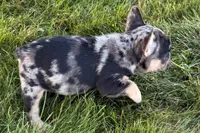Clem, a male French Bulldog for sale in Sturgis, MI – 9 of 9
