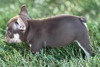 Akeem, a male French Bulldog for sale in Sturgis, MI – 4 of 10