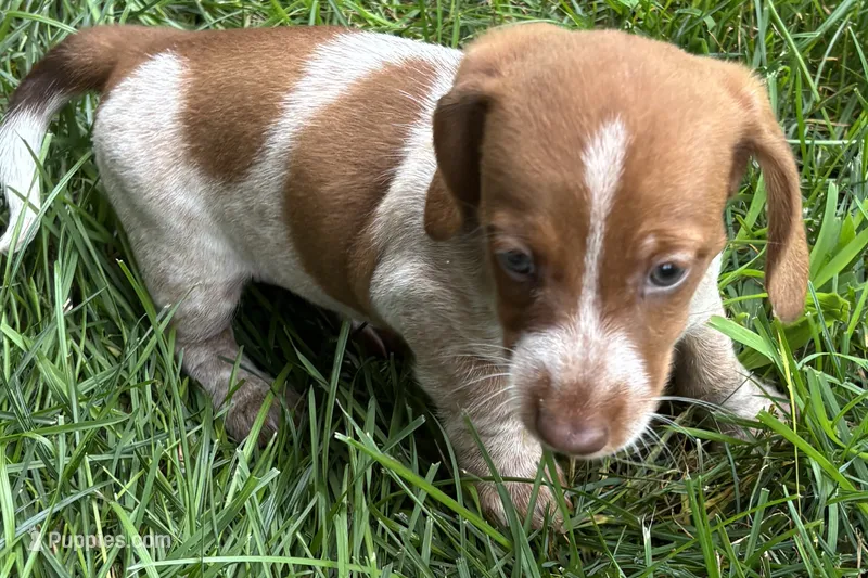 Martha  – Dachshund puppy for sale in Sturgis, MI