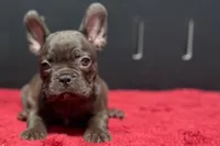 Donna , a female French Bulldog for sale in Sturgis, MI – 6 of 10