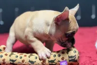 Desmond , a male French Bulldog for sale in Sturgis, MI – 8 of 10