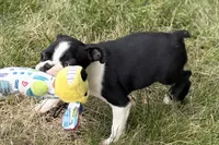 Nessa , a female Boston Terrier for sale in Sturgis, MI – 7 of 9