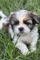 Iris, a female Shih Tzu for sale in Sturgis, MI – 2 of 6