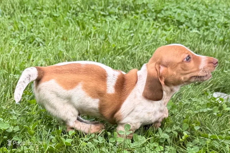Master – Dachshund puppy for sale in Sturgis, MI