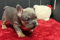 Willy , a male French Bulldog for sale in Sturgis, MI – 4 of 9