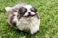 Sawyer, a male Shih Tzu for sale in Sturgis, MI – 4 of 9