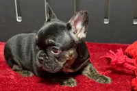 Yarma, a  French Bulldog for sale in Sturgis, MI – 2 of 6