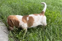 Master, a female Dachshund for sale in Sturgis, MI – 6 of 6