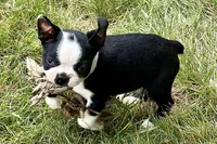 Noble, a female Boston Terrier for sale in Sturgis, MI – 3 of 9