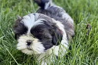Vada, a female Shih Tzu for sale in Sturgis, MI – 8 of 10
