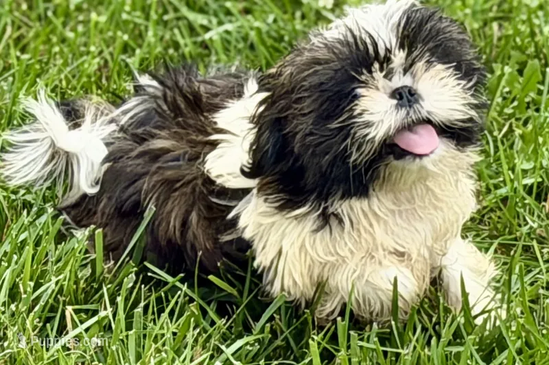 Vada – Shih Tzu puppy for sale in Sturgis, MI