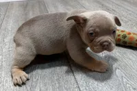Pistol, a male French Bulldog for sale in Sturgis, MI – 5 of 10