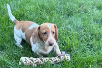 Master, a female Dachshund for sale in Sturgis, MI – 5 of 9
